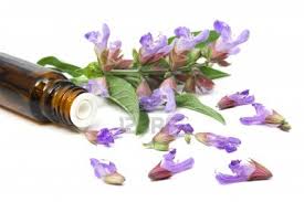 SAGE OIL - Essential Oils